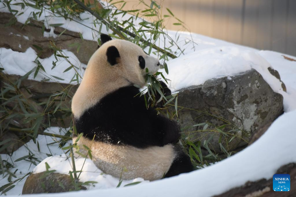 Giant pandas Bao Li and Qing Bao seen at Washington zoo