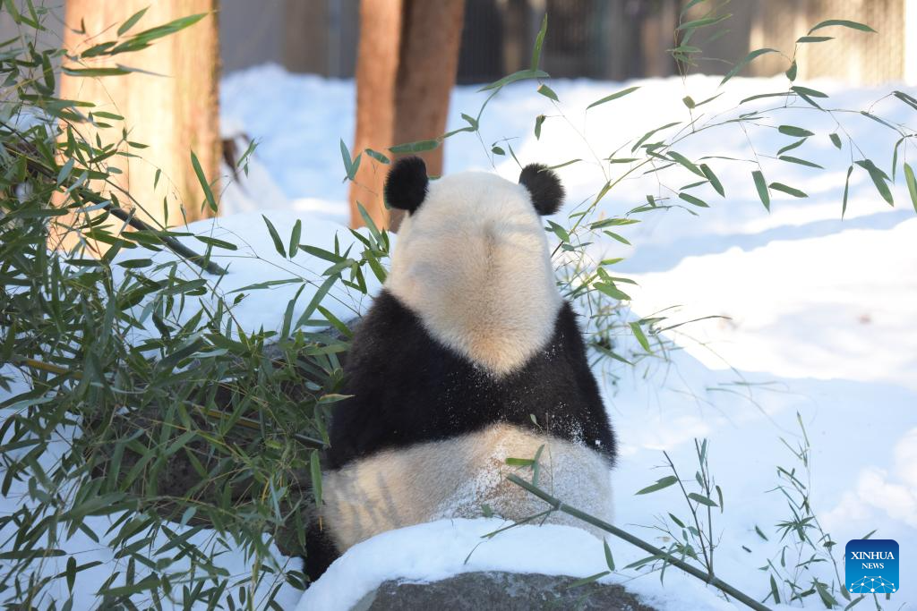 Giant pandas Bao Li and Qing Bao seen at Washington zoo